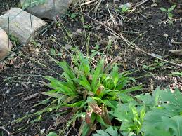 plantain Yard